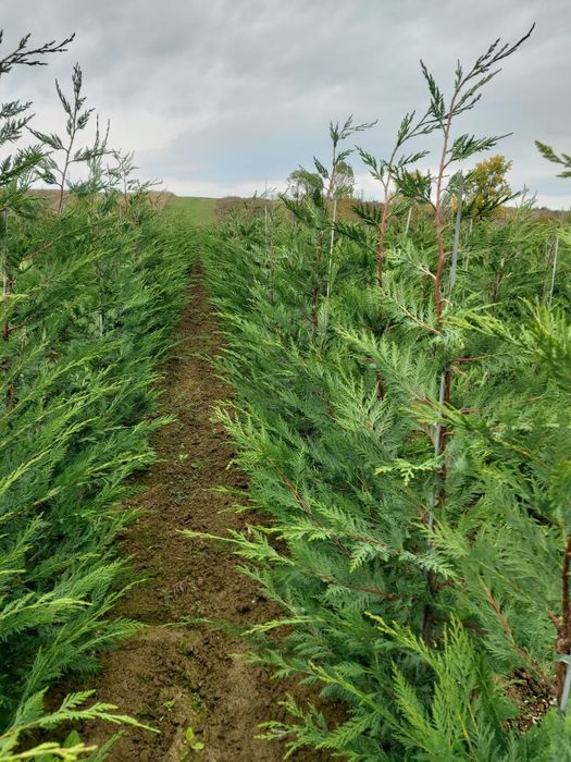 Vindem Tuia Leylandy Brazi Mesteacan Tei Platani Paltini etc