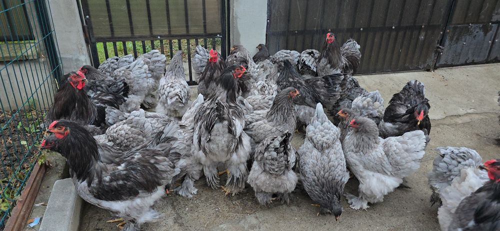 Brahma Albastru tineret si adulte