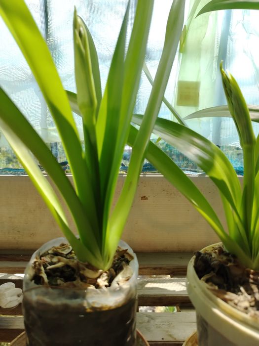 Белая лилия Панкрациум!Необыкновенный цветок!!