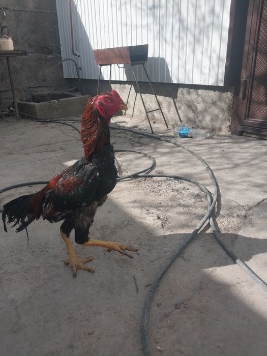 Срочно продам петух