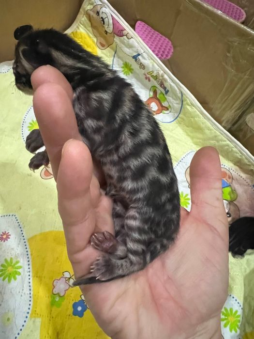 Бенгальский котята