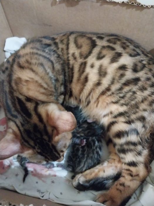 Продам бенгальских котят