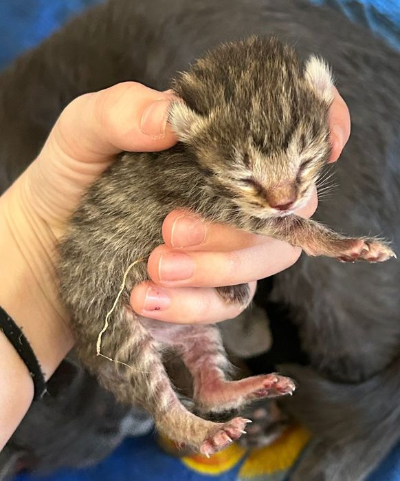 котята милые ждут своего любящего хозяина