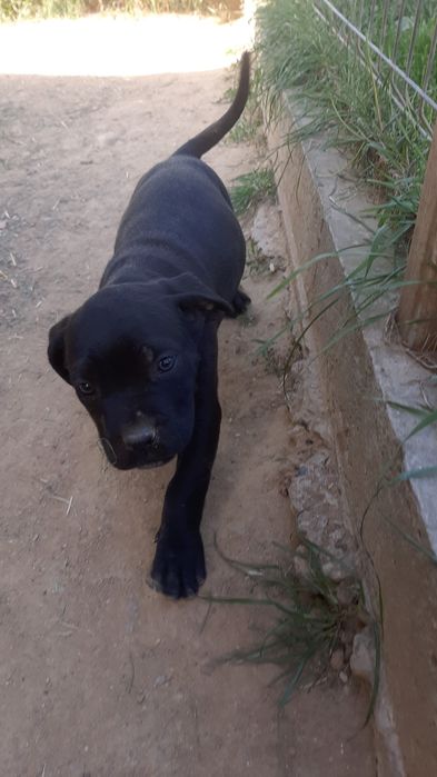 Mascul cane corso negru