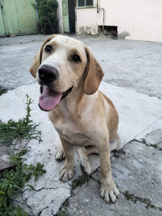 Labrador Retriever sotiladi