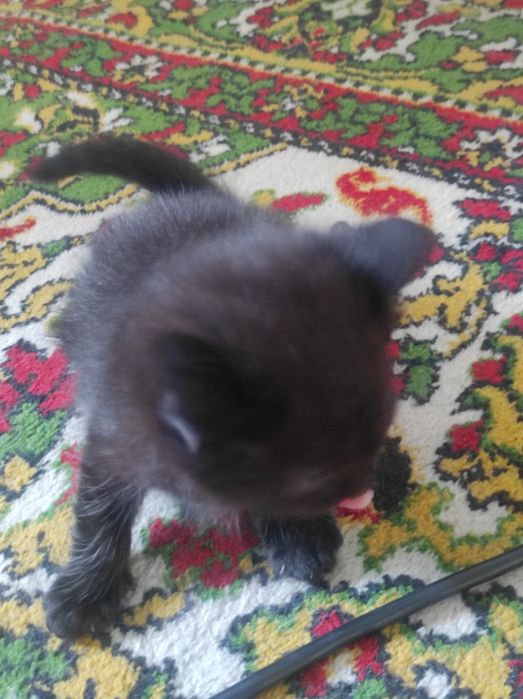 Отдам котят в хорошие руки