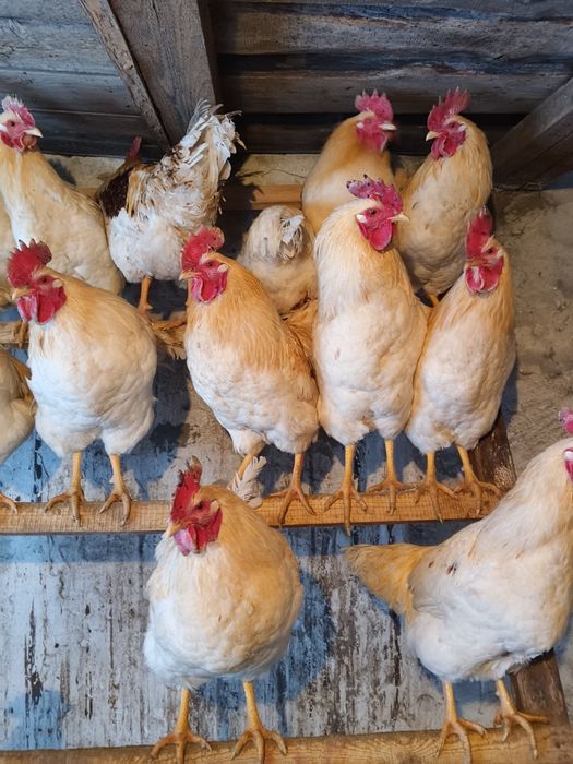 Продаются петухи на мясо