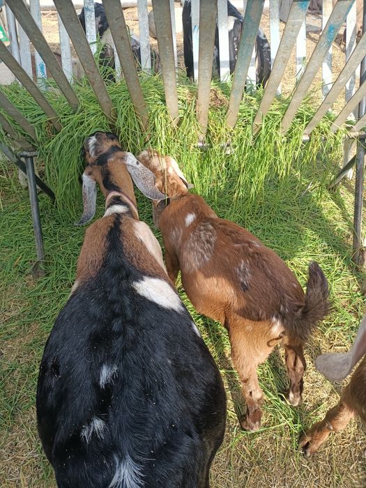 Ied anglonubian de vanzare