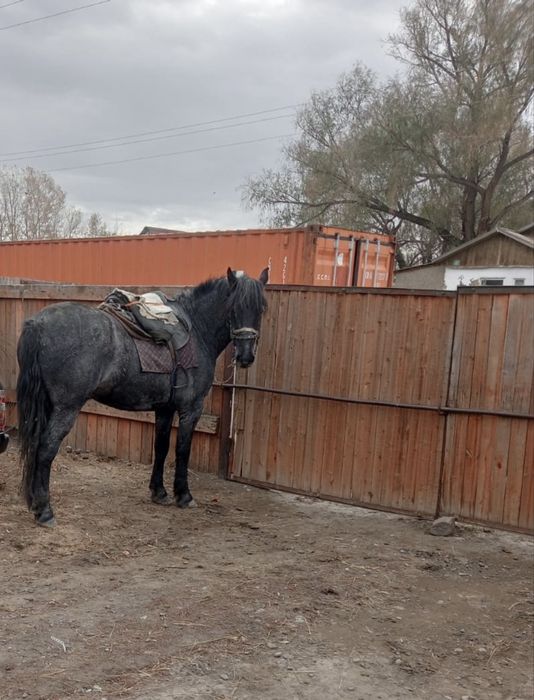 Мінгі ат сатылады