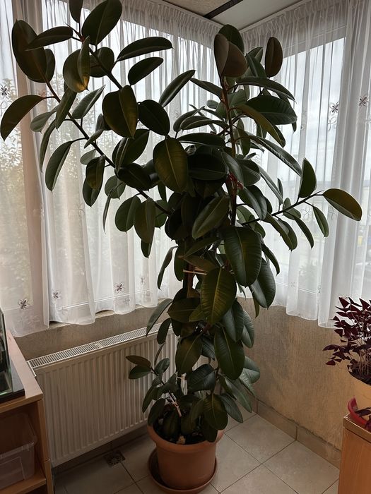 Planta ficus 2,5m
