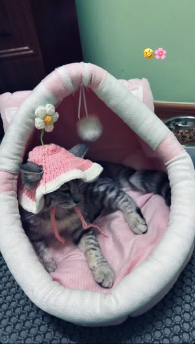 Бүкіл дүниясымен берем,қыз мысық