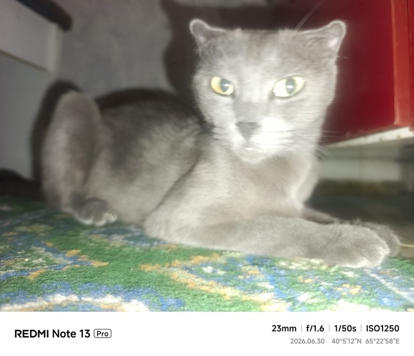 Кошка отдам в хорошие руки