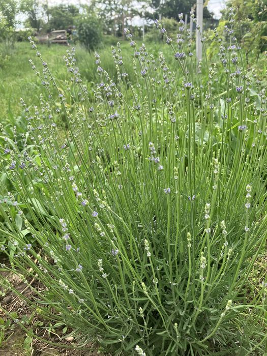 Saculeti lavanda