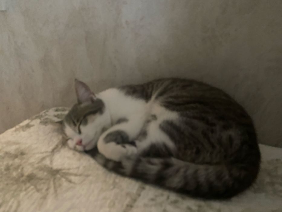 Передержка кошек индивидуально!