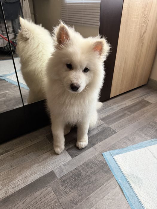 самоед на 3 месеца