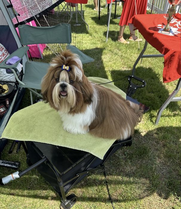 Shih Tzu Mini Toy Rasa Pura cu Pedigree