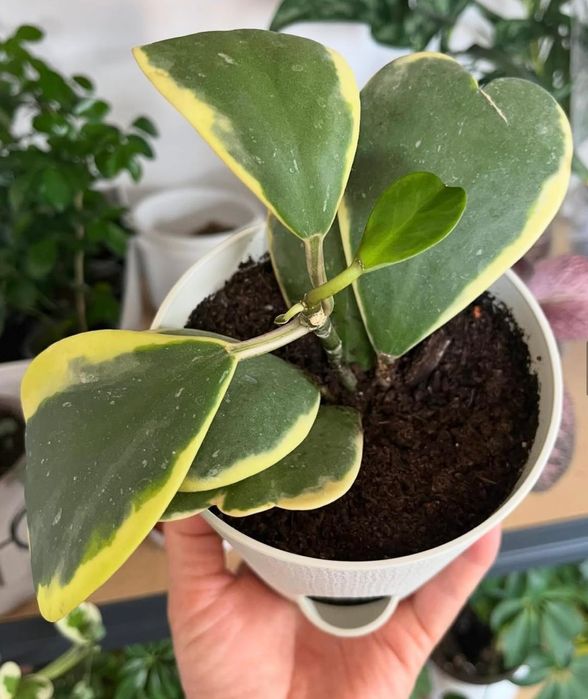 Комнатные растения