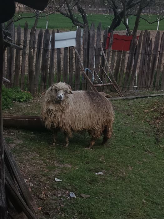 Vând 3 oi se pot vedea în comuna Polovragi  Preț bucata 1100 negociabil