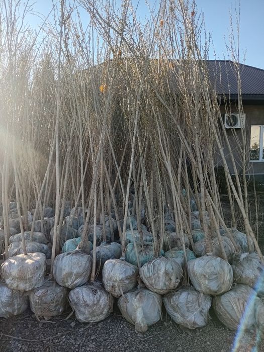 Саженцы деревьев