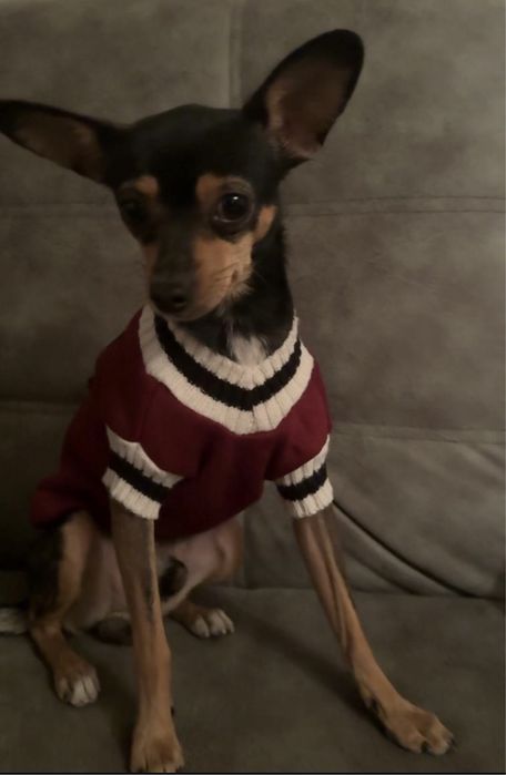 Ищем девочку той-терьера для вязки