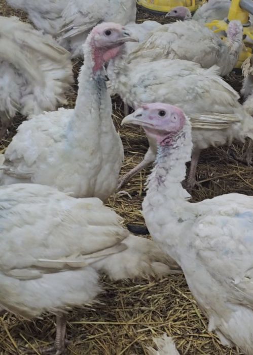 Curcani  bio pentru Crăciun