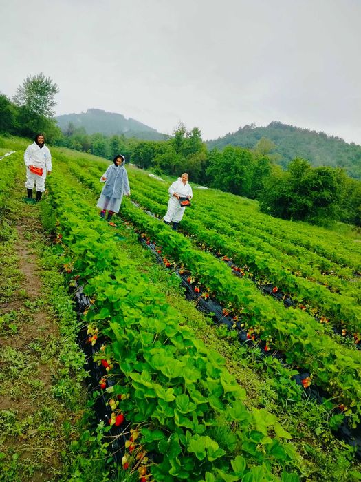 Разсад Ягоди с високо качество и вкус