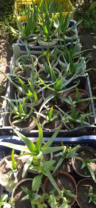 Продам недорого алоэ Вера