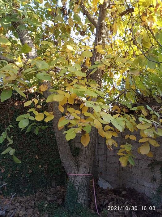 Продам дерево орех. самоспил , самовывоз.