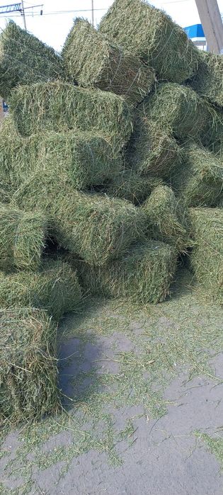 Клевер,Салома, Сено.