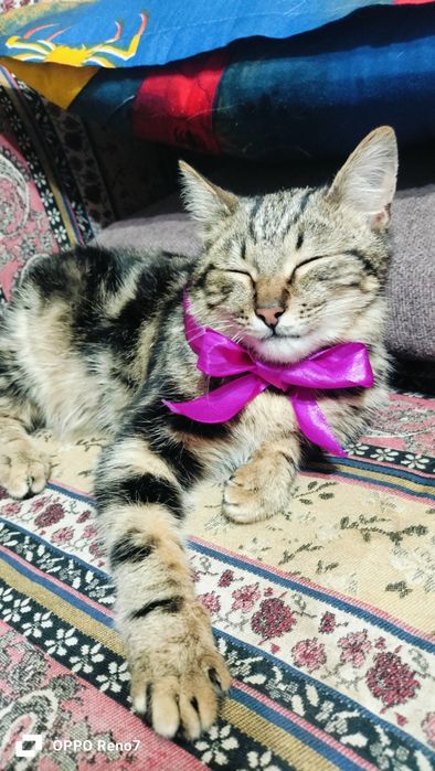 Срочно продам бенгала мальчик,4 месяца,торг