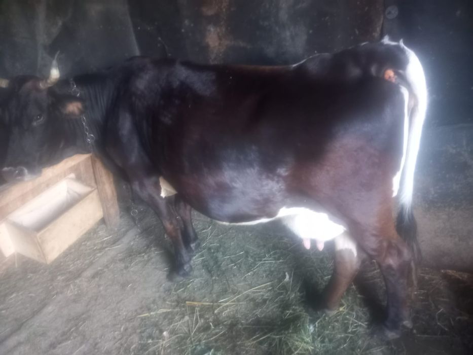 Vacă de vanzare .