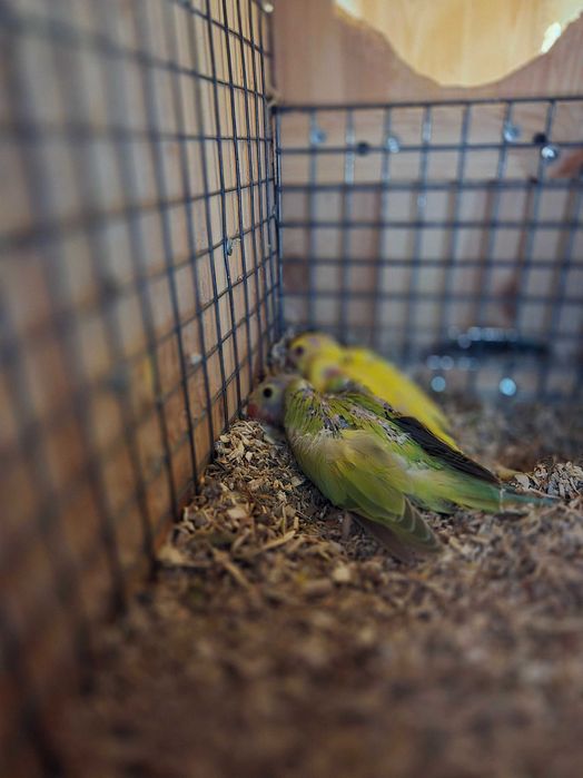 Papagal Micul Alexandru, Cuba, Calugar, Agapornis, Amazon bun vorbitor