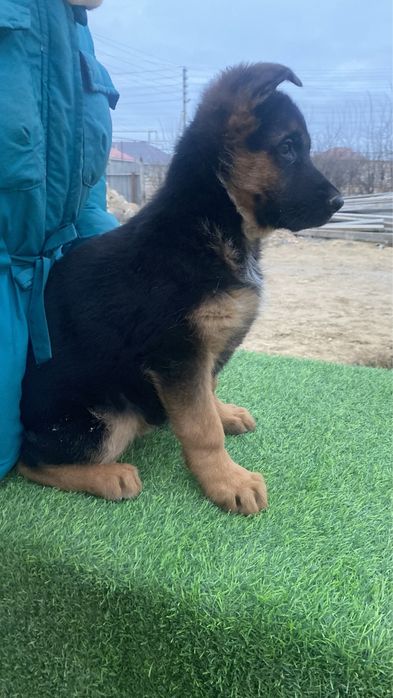 продается немецкая овчарка