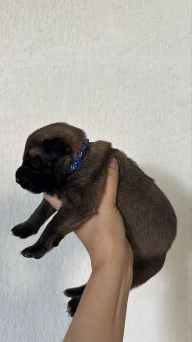 Щенки  бельгийской овчарки