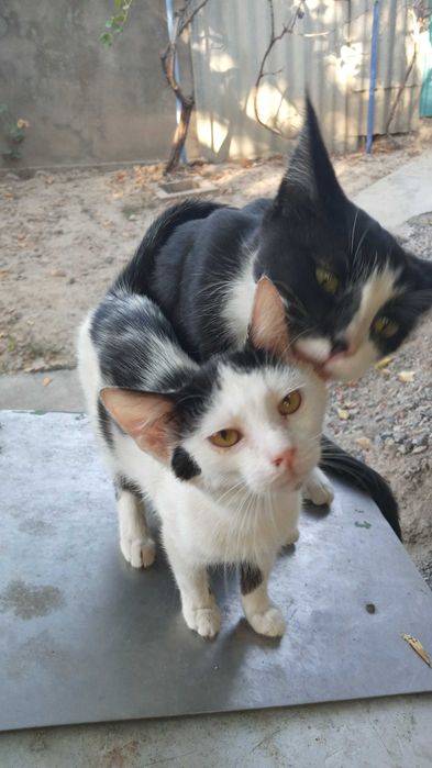 Домашние котятки в добрые руки