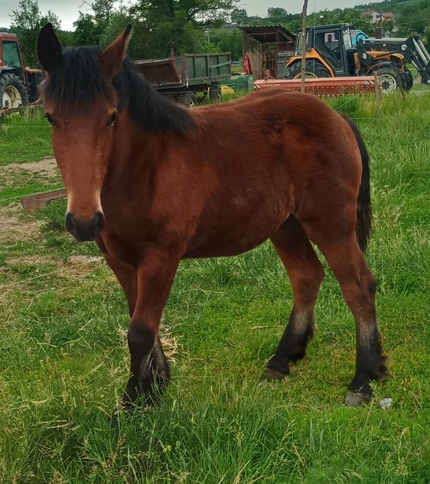 Mânză roșie de 9 luni