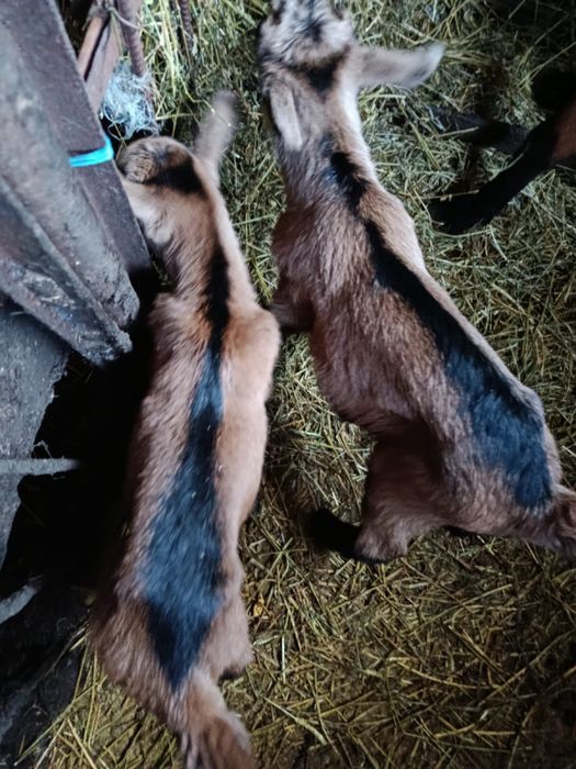 Vand ieduti alpini francezi