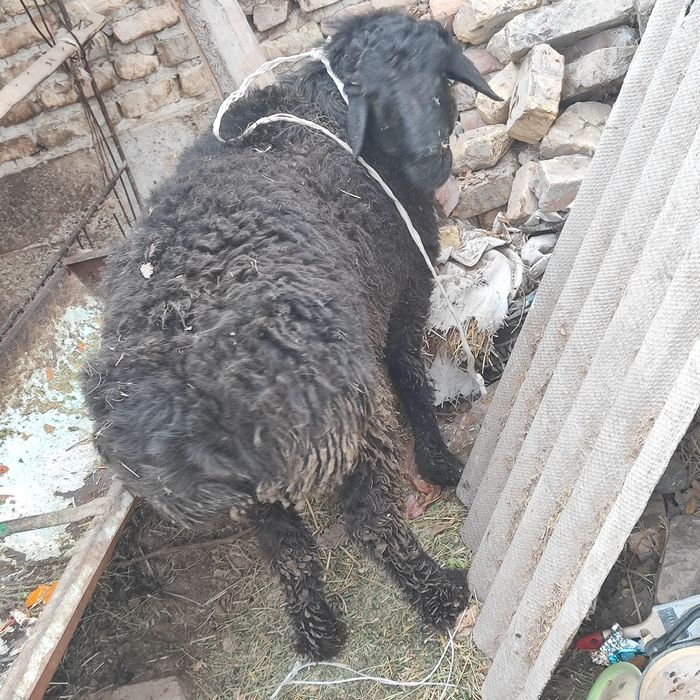 Qo'chqor sotiladi badani semiz