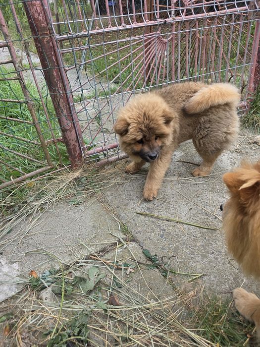 Chow Chow  3 luni
