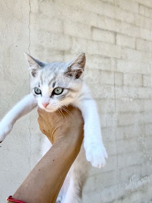 Котенце на 3 месеца, мъжко,  бирманче