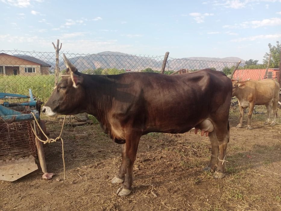 Каровы Алатауской пароды