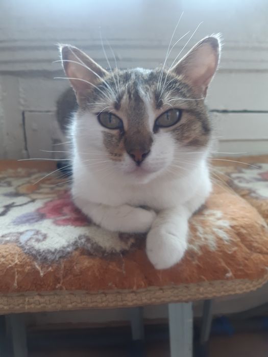 Кошечки стерилизованные