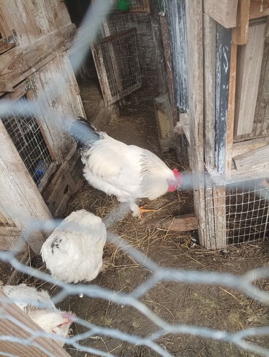 Oua pentru incubat motata olandeza ,Brakel , Austrolop și Brahma