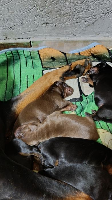 Щенки добермана Шымкент