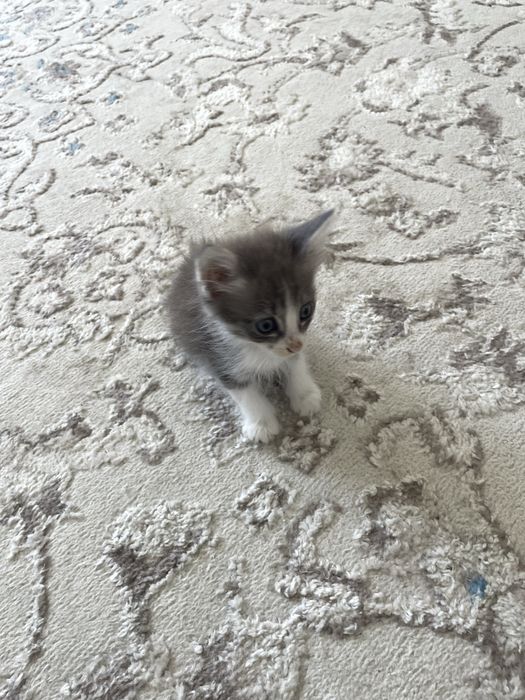 Котик в хорошие руки