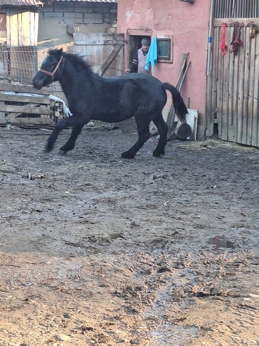 Vand manz de un an jumate