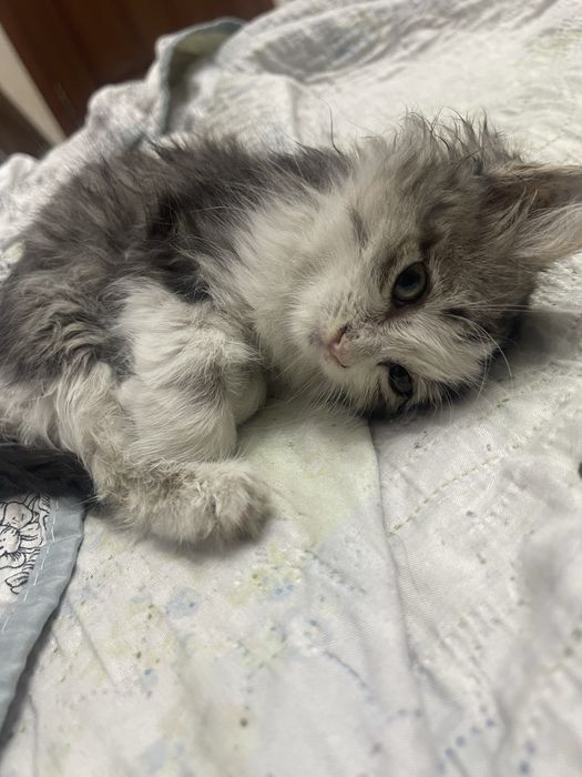 нужна помощь котенку