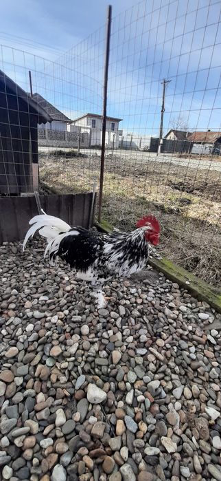 Caută altă casă cocosi pita  pinta asturiana