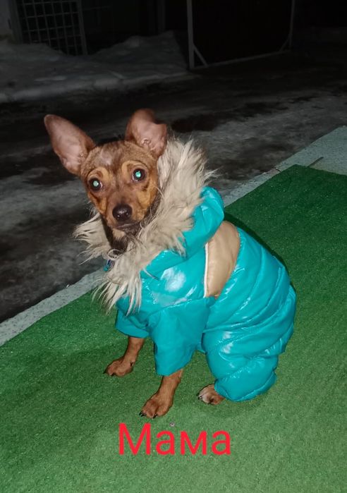 Продаём  щенков той терьера