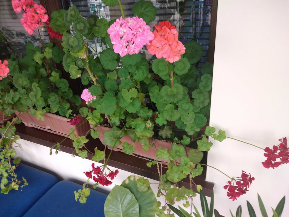 Резници на мушкато,сакъзче, налба, 1 бр. за 0,90ст, различни цветове